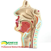 THROAT05 (12511) Physiologie ORL de l&#39;homme Modèle d&#39;anatomie de la coupe transversale nasale de la gorge du nez